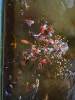 Unieke koi vissen, Dieren en Toebehoren, Vissen | Aquaria en Toebehoren, Ophalen