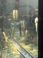 Jonge borstelneuzen( Ancistrus), Vis, Zoetwatervis