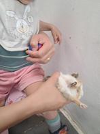 jonge cavia's, Dieren en Toebehoren, Knaagdieren, Cavia, Mei, Meerdere dieren, Tam