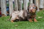 Prachtige korthaar dwerg teckel pups met stamboom, Dieren en Toebehoren, Honden | Teckels en Dashonden, België, CDV (hondenziekte)