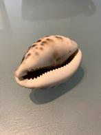 Kauri slak, Antiek en Kunst, Ophalen of Verzenden