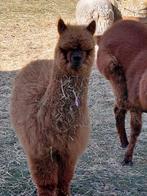 Alpaca merrie, Dieren en Toebehoren