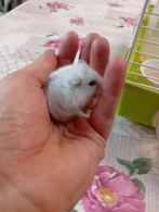 2 handtamme dwerghamsters prijs 7 euro stuk, Dieren en Toebehoren, Meerdere dieren, Hamster