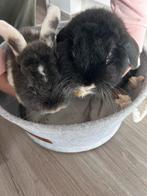 Gratis 2 mannelijke buiten konijnen zoeken dringend huisje., Dieren en Toebehoren, Mannelijk, Middelgroot, Hangoor, 0 tot 2 jaar