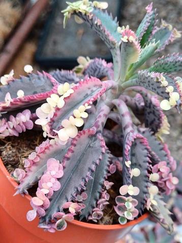 Kalanchoë daigremontiana 'Pink Butterfly' beschikbaar voor biedingen