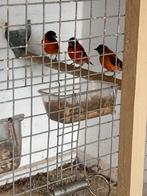 Kapoetsensijzen, Meerdere dieren, Geringd