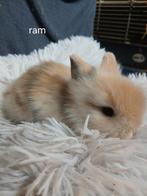 Konijnen, Dieren en Toebehoren, Konijnen