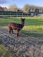 Alpaca hengst, Dieren en Toebehoren, Overige Dieren