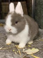 Kleurdwerg rammetje, Dieren en Toebehoren, Konijnen, Klein