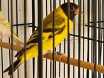 Tarin de magellan, Dieren en Toebehoren, Vrouwelijk, Tropenvogel, Geringd