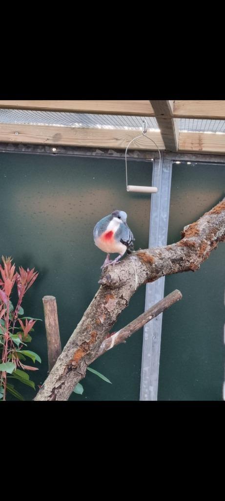 Dolksteekduif 2022 gallicolumba luzonica, Dieren en Toebehoren, Vogels | Duiven, Overige soorten, Mannelijk