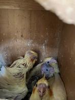 VALKJES WILKLEUR - LUTINO IN OF UIT NEST VANAF 25 EURO !!!, Meerdere dieren, Parkiet