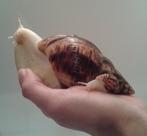 4 agaatslakken albino 6 maand., Dieren en Toebehoren, Reptielen en Amfibieën, Tam