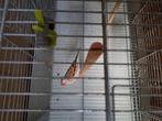 A vendre métis chardonneret x canaris :80€, Dieren en Toebehoren, Vogels | Kanaries, Mannelijk