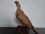 Opgezette fazant taxidermie taxidermy, Ophalen of Verzenden, Zo goed als nieuw, Vogel, Opgezet dier