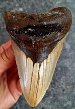 usa megalodon tand	11x7.2x3cm, Verzamelen, Mineralen en Fossielen, Ophalen of Verzenden, Fossiel