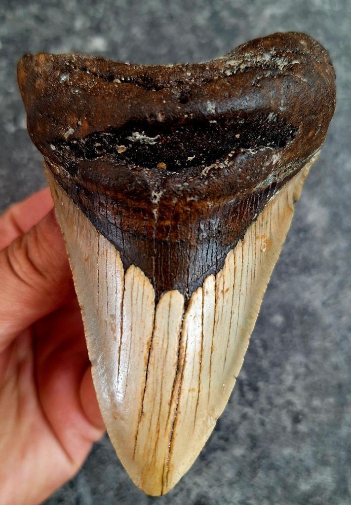 usa megalodon tand	11x7.2x3cm, Verzamelen, Mineralen en Fossielen, Fossiel, Ophalen of Verzenden