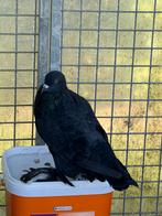 Gentse kropper, zwartroek 2025, Dieren en Toebehoren, Vogels | Duiven, Mannelijk, Kropper