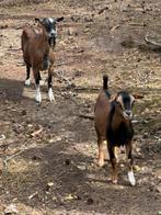 2 geiten, Dieren en Toebehoren, Schapen, Geiten en Varkens