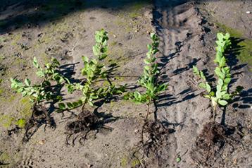 Haagbeuk, Carpinus betulus beschikbaar voor biedingen