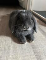 Minilop rammetje 1 jaar oud, Dieren en Toebehoren, Konijnen, Mannelijk, Hangoor, 0 tot 2 jaar