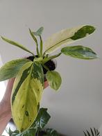 Philodendron Jose Buono variegata, Huis en Inrichting, Ophalen of Verzenden