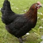 Marans hennen (chocolade bruine eieren)