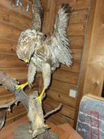 Opgezette buizerd met konijntje, Ophalen, Zo goed als nieuw
