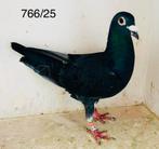 Zwarte duiver, Dieren en Toebehoren, Mannelijk, Postduif