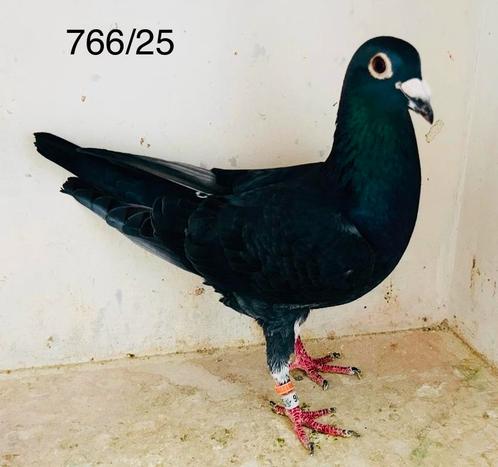 Zwarte duiver, Dieren en Toebehoren, Vogels | Duiven, Postduif, Mannelijk
