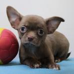 Chihuahua (reutjes) Belgische pups te koop, Dieren en Toebehoren, Honden | Chihuahua's en Gezelschapshonden, België, CDV (hondenziekte)