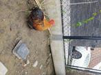Kippen cochin Kriel, Kip, Meerdere dieren