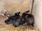 Lapin, Plusieurs animaux, Grand, 0 à 2 ans