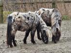2 Mini-Appaloosa merrie's (zwart panterbont), Dieren en Toebehoren, Merrie, Gechipt