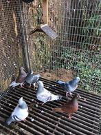 Belgische tentoonstellingsreisduiven, Dieren en Toebehoren, Meerdere dieren, Postduif