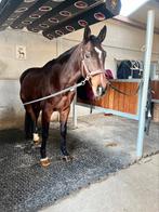 Halve stal aangeboden, Dieren en Toebehoren, Paarden