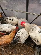 jonge legkippen te koop : welsumer en sussex, Vrouwelijk, Kip