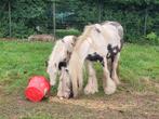Merrie en haar veulen, Dieren en Toebehoren, Merrie, 3 tot 6 jaar, C pony (1.27m tot 1.37m), Gechipt