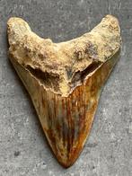 Megalodon tand, Verzamelen, Mineralen en Fossielen, Ophalen of Verzenden, Fossiel