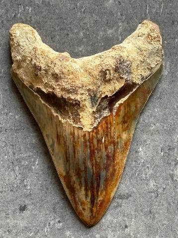 Megalodon tand beschikbaar voor biedingen