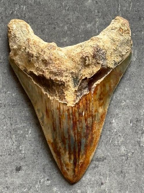 Megalodon tand, Verzamelen, Mineralen en Fossielen, Fossiel, Ophalen of Verzenden