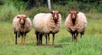 Voskop ooien gezocht, Dieren en Toebehoren, Schapen, Geiten en Varkens