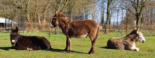 Gezocht! Weide te huur, Dieren en Toebehoren, Stalling en Weidegang, 2 of 3 paarden of pony's