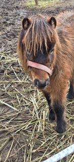 Shetland hengst 1 jaar oud zoekt een heel goed thuis, Dieren en Toebehoren, Hengst