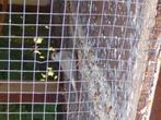 Diamantduif meisje heel mooi, Dieren en Toebehoren, Vogels | Duiven
