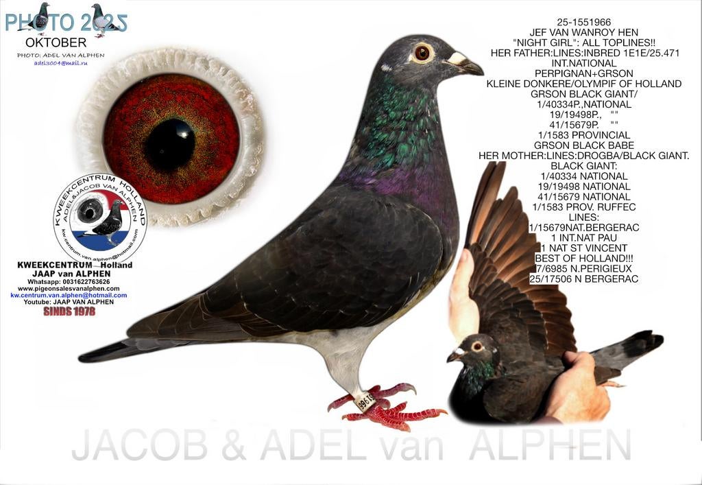 Jeff Van Wanroy Ben, Animaux & Accessoires, Oiseaux | Pigeons, Pigeon voyageur, Femelle