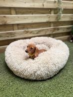 Prachtige red cream teckel pups, Dieren en Toebehoren, Parvo, België, 8 tot 15 weken, Korthaar