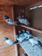 hoegvleeg duiven 10 stuks, Dieren en Toebehoren, Vogels | Duiven
