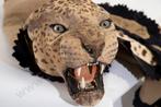 Gezocht Luipaard leeuw tijger beer kop of huid taxidermie, Verzamelen, Ophalen of Verzenden