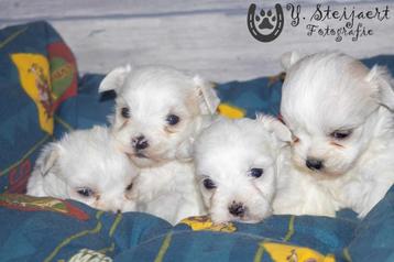 schattige maltezer pups, beide ouders zijn aanwezig beschikbaar voor biedingen